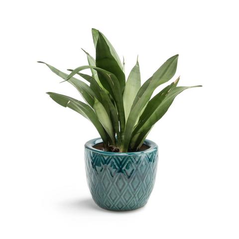 Cache pot , bangor pas cher