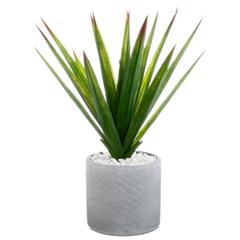 Aloe vera h. 48 cm aline vert pas cher