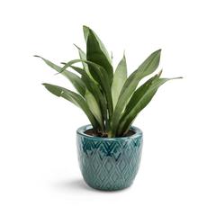 Cache pot , bangor pas cher