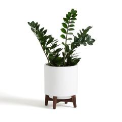 Cache pot sur pied en noyer h32 , 5 cm , florian pas cher